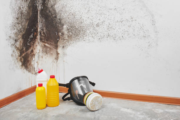 Best Residential Mold Remediation in Asotin, WA