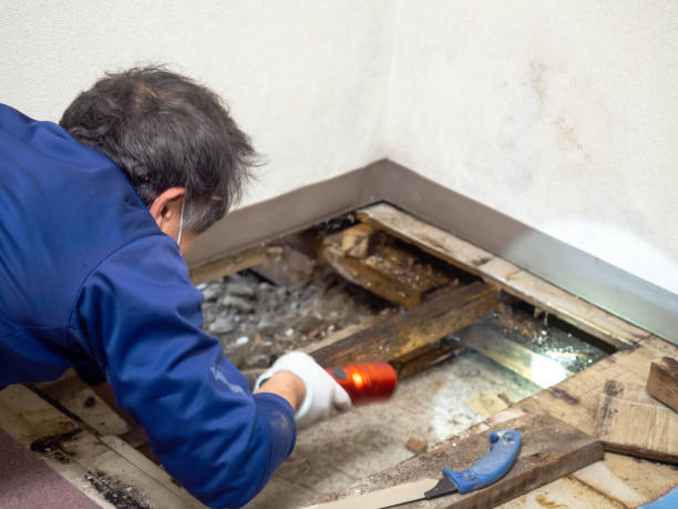 Best Black Mold Remediation in Asotin, WA