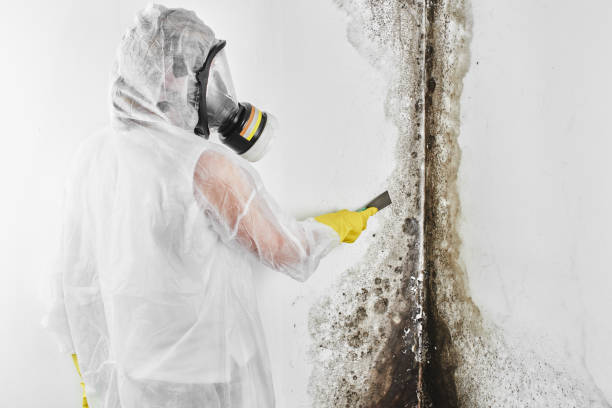 Best Industrial Mold Remediation in Asotin, WA