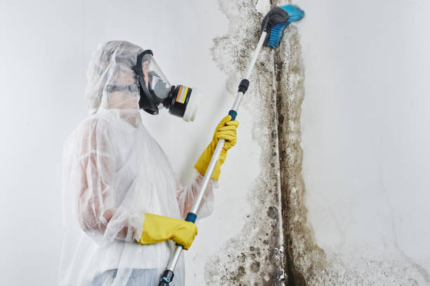 Best Mold Remediation for Specific Building Types in Asotin, WA