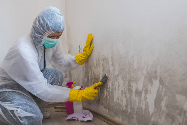 Best Basement Mold Remediation in Asotin, WA