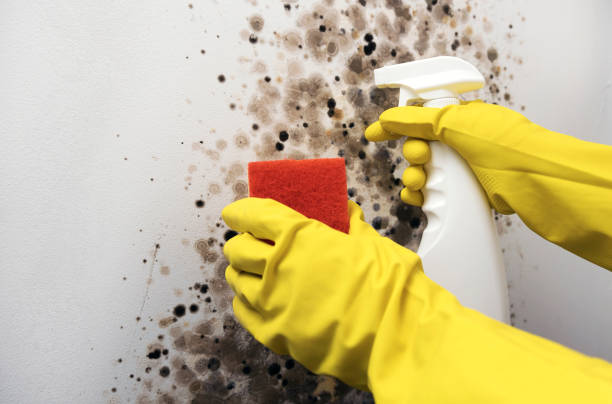 Best Kitchen Mold Remediation in Asotin, WA